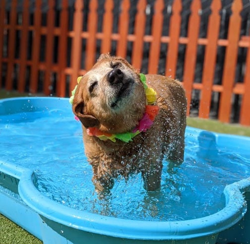 Dog shaking its head in the pool