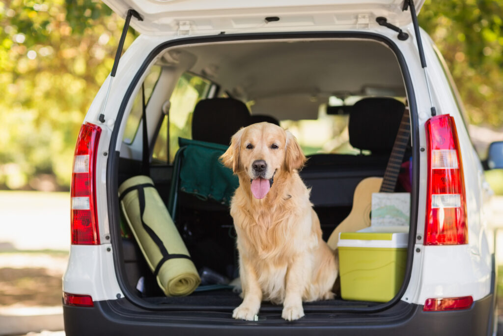 what should I do with my dog when I go on vacation