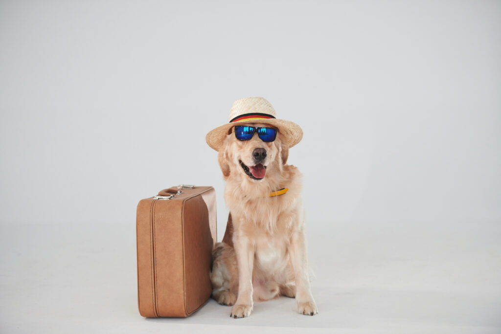 should I choose a dog-friendly hotel or board my dog