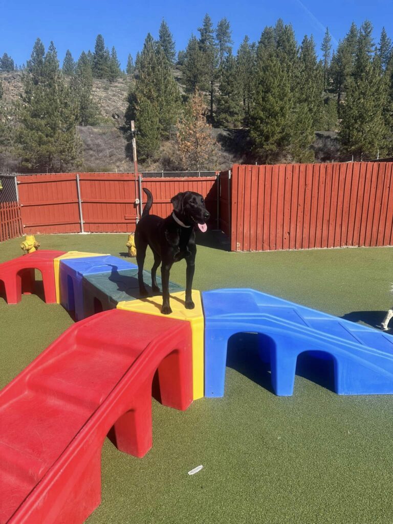 things to do when vacationing with your dog in Reno