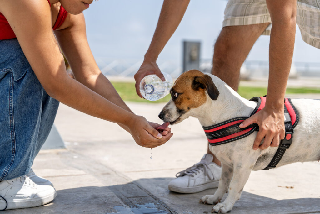 Summer-Pet-Safety-Tips
