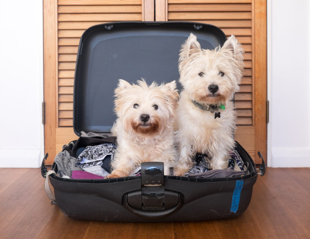perfect-pet-hotel