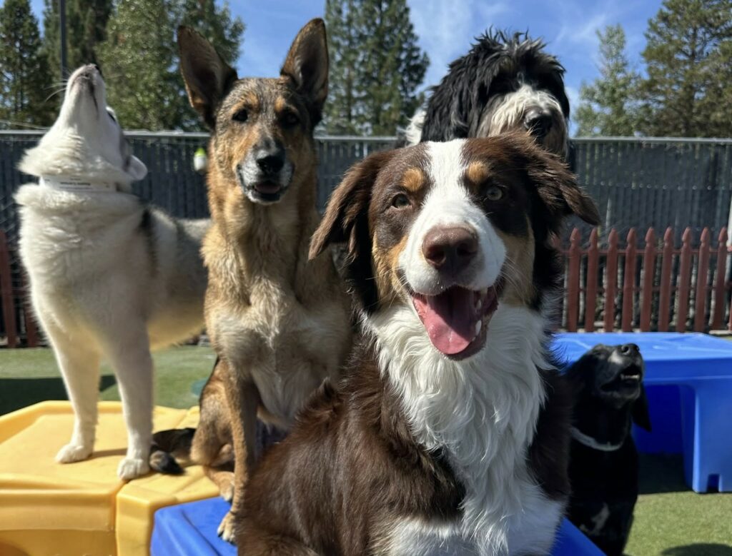 booking a pet-friendly hotel 