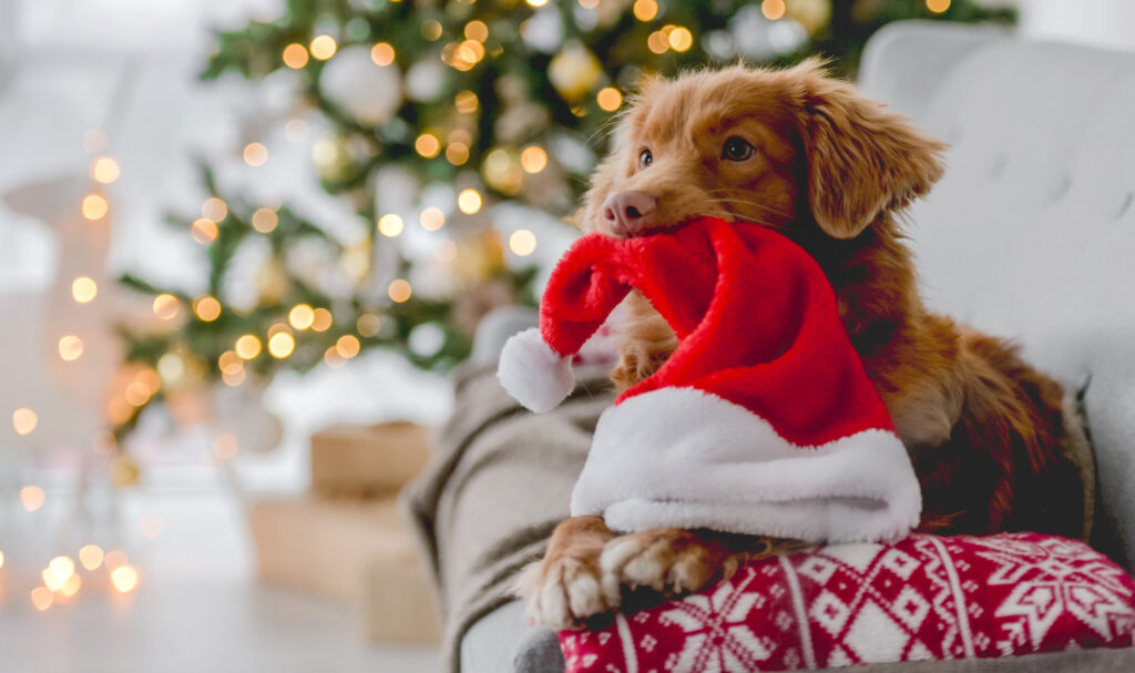 ensure-your-pet-enjoys-the-holidays