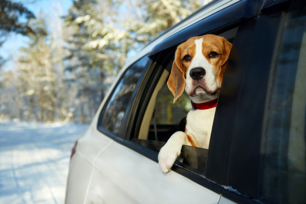 stay-at-Truckee-Tahoe-Pet-Lodge