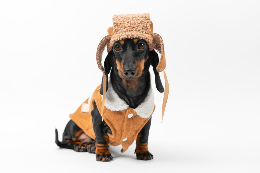 winter-gear-for-your-dog