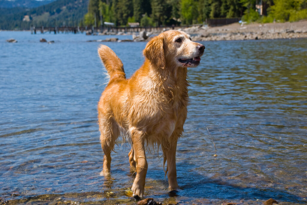 A golden retriever stands on the shore next to the water, waiting patiently for its person to throw a stick at Lake Tahoe, California for pet-friendly-beaches-near-Lake-Tahoe blog.