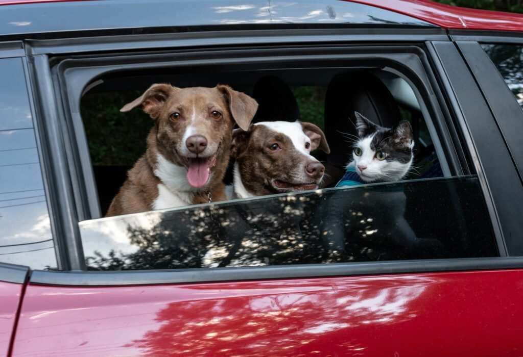 Two mixed-breed dogs and a black and white cat peer out of a backseat car window preparing for a road trip for multi-pet-vacations blog.