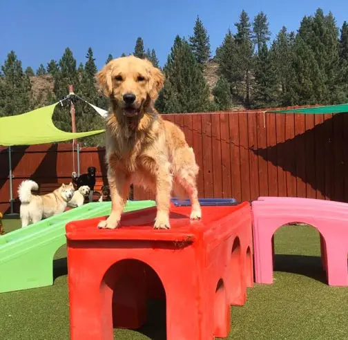 Happy golden retriever standing on play equipment at Truckee-Tahoe Pet Lodge near Sparks, NV