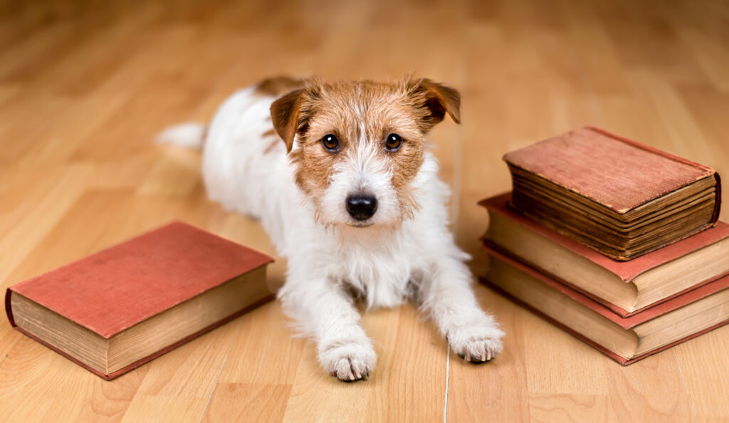 A cute brown and white terrier looks between stacks of old books for the-perfect-time-for-dog-daycare blog.