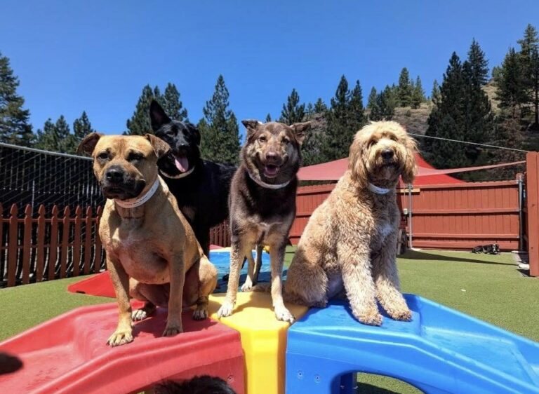 Three dogs standing on play equipment at Truckee-Tahoe Pet Lodge near Incline Village, NV