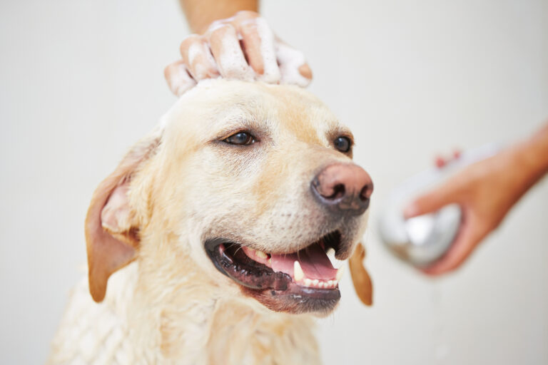 Yellow lab getting a bath at Truckee-Tahoe Pet Lodge near Sparks, NV