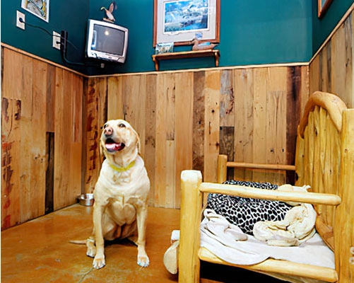 Happy yellow lab sitting in boarding suite at Truckee-Tahoe Pet Lodge near Incline Village, NV