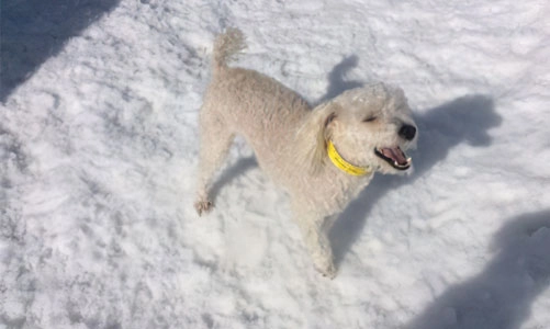 Fluffy white dog walking in snow at Truckee-Tahoe Pet Lodge