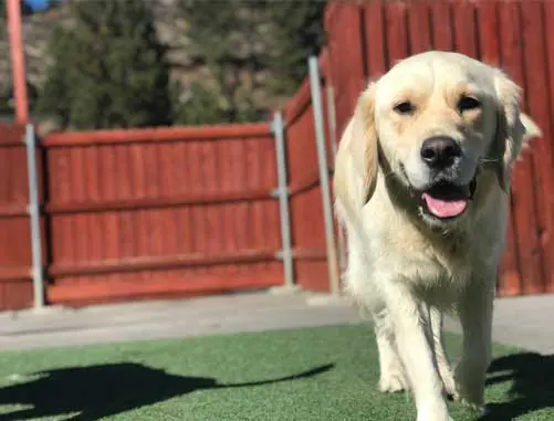 Yellow lab walking in grass in front of red fence at Truckee-Tahoe Pet Lodge